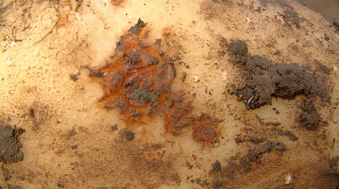 Perunarupi on oire huonosta vesitaloudesta. Perunarupi on oire huonosta vesitaloudesta.