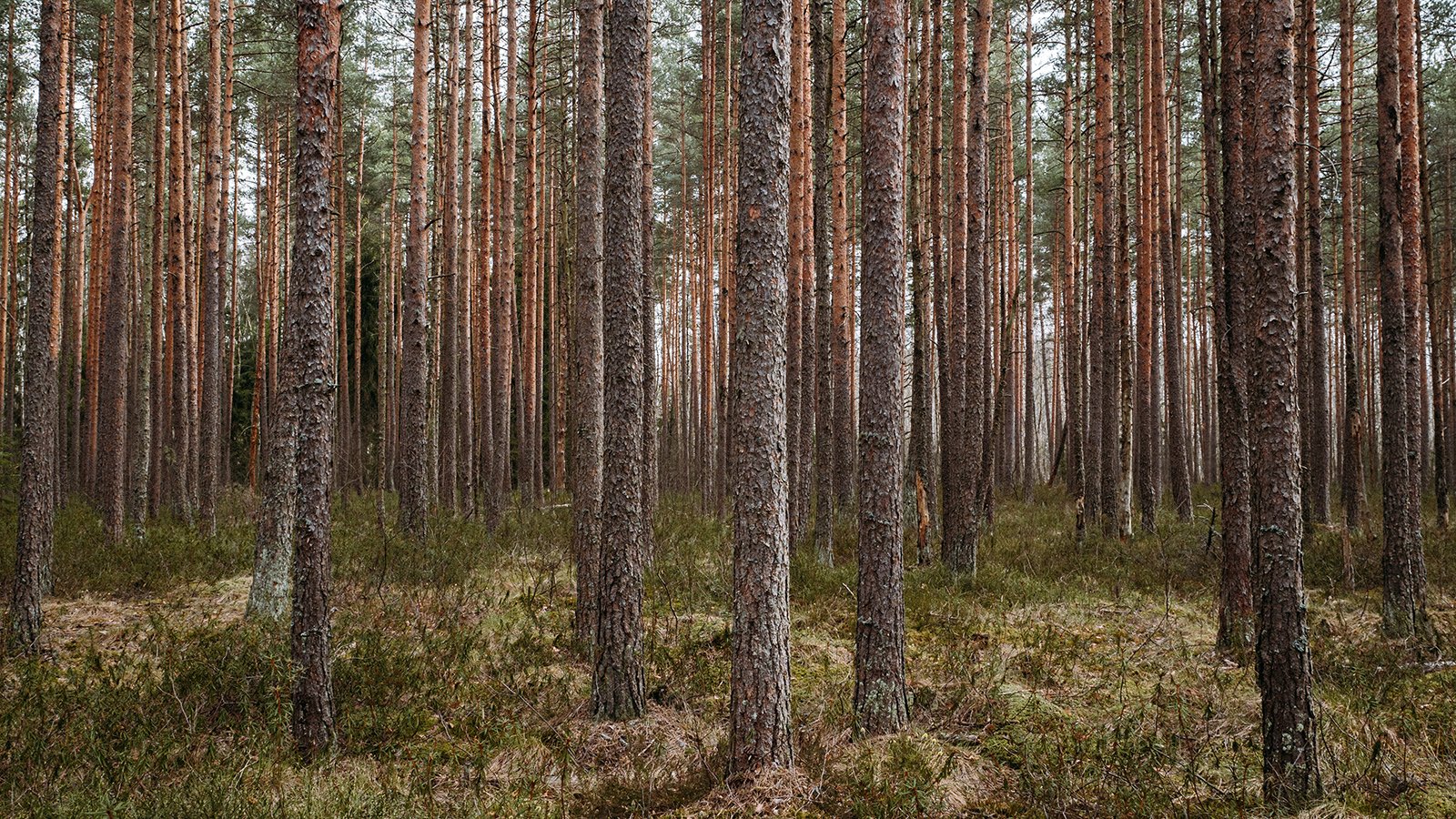 YaraSuna tuhkapohjaiset kierrätyslannoitteet metsänlannoitukseet