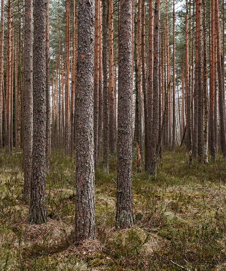 YaraSuna tuhkapohjaiset kierrätyslannoitteet metsänlannoitukseet