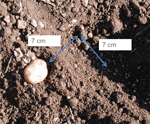 Sijoituslannoituksen optimietäisyys mukulasta on 7 cm sivulle ja noin 5 - 7 cm mukulan alapuolelle. 