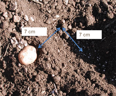 Sijoituslannoituksen optimietäisyys mukulasta on 7 cm sivulle ja noin 5 - 7 cm mukulan alapuolelle. Sijoituslannoituksen optimietäisyys mukulasta on 7 cm sivulle ja noin 5 - 7 cm mukulan alapuolelle.