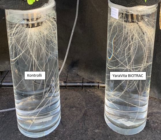 YaraVita BIOTRAC tehostaa juurten kasvua ja lisää hiusjuuren määrää. Kuva: Yara Pocklington