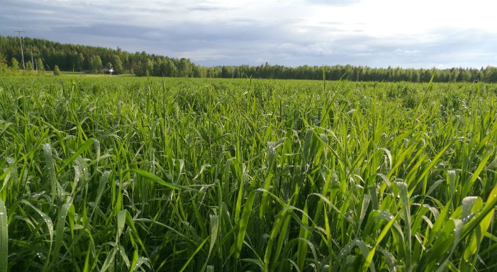 Nurmen D-arvoseuranta 2017