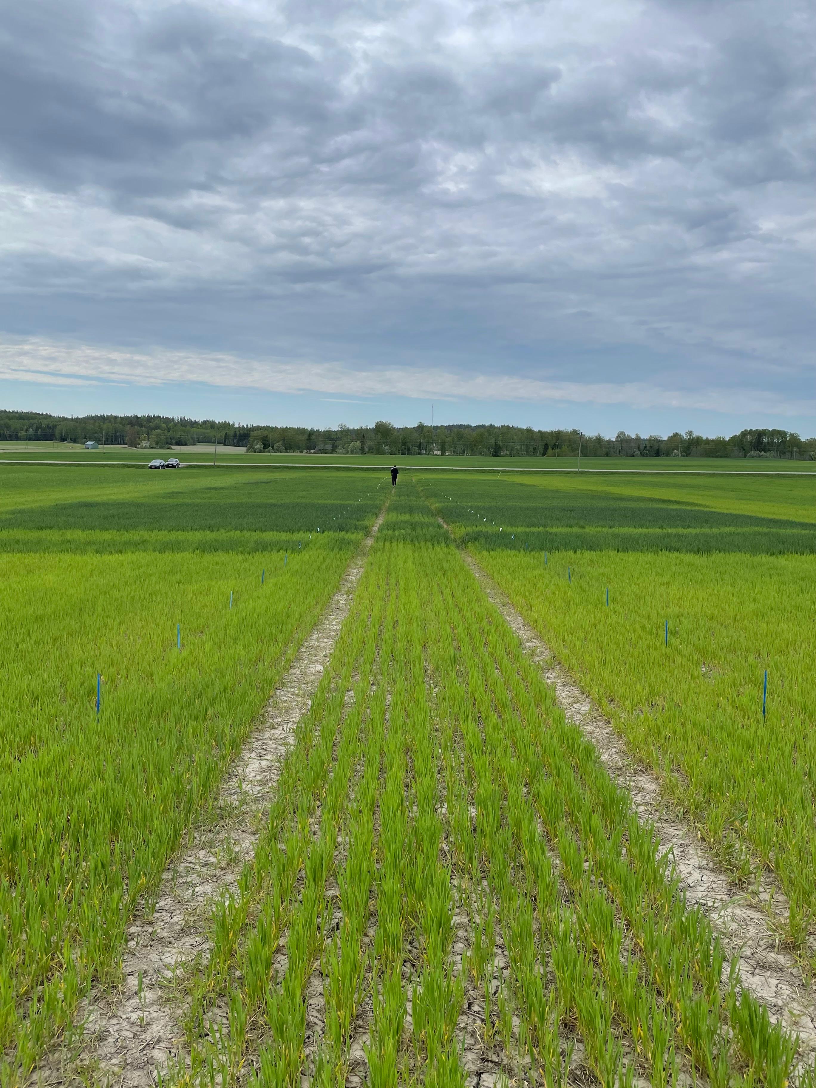 Lannoitusruudut, Siuntio