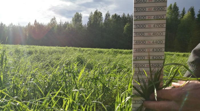 Nurmen D-arvoseuranta 2017