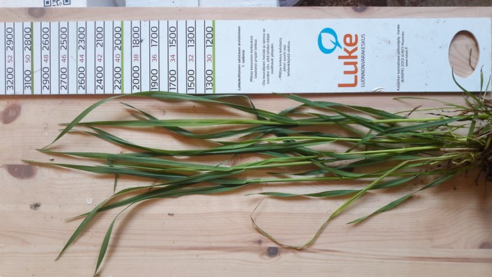 Nurmen D-arvoseuranta 2017