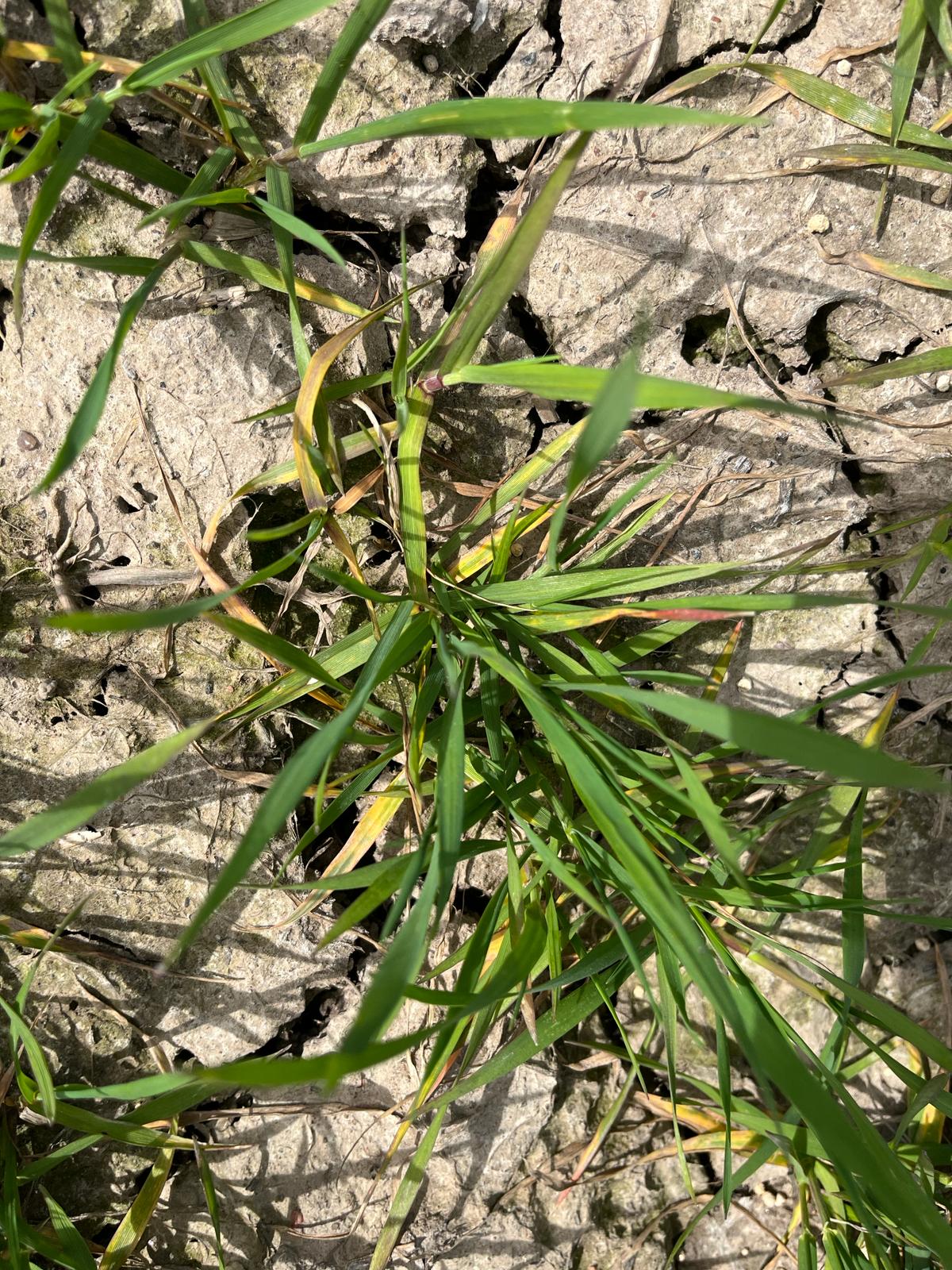 Kellastuneita lehtiä, Virttaa 13.5.