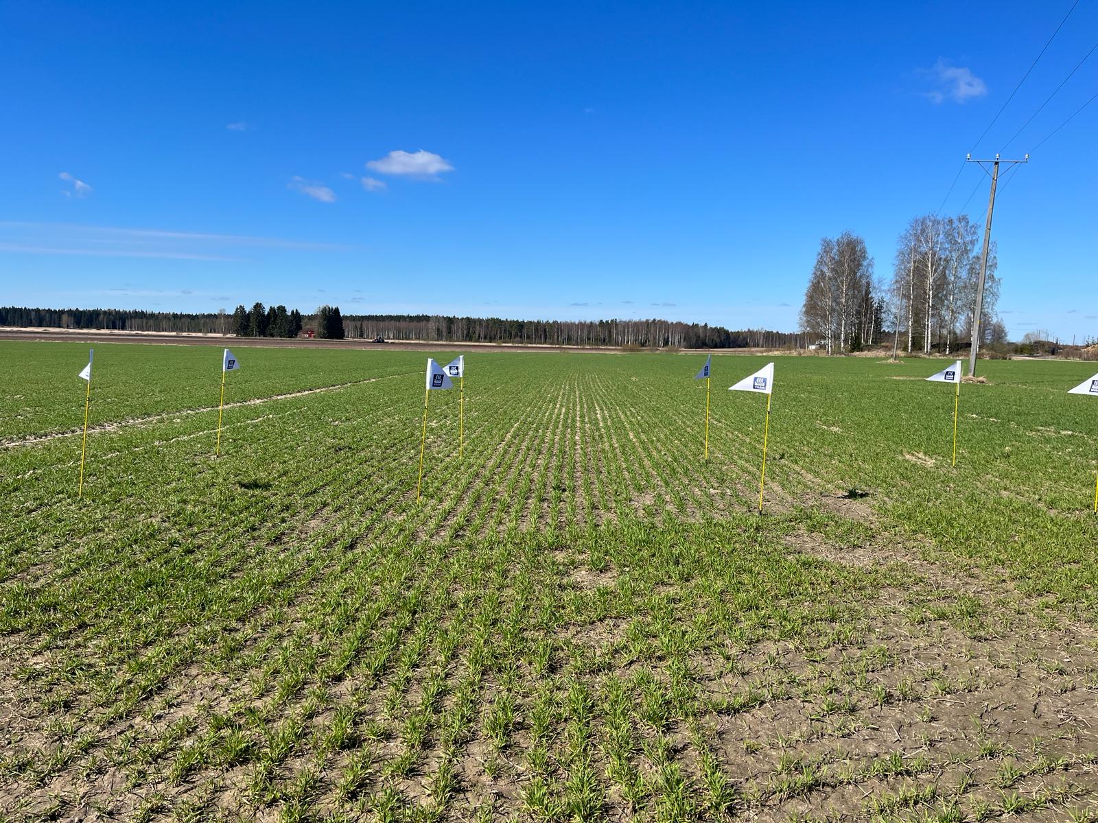 Kasvustokuva, Oripää 7.5.