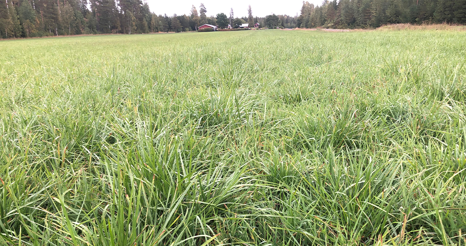 Nadat kasvavat lämpimässä säässä myöhällekin syksyyn. Kuvassa ruokonatavaltainen nurmikasvusto.