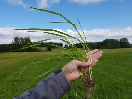 Nurmen 3. sadon D-arvoseuranta Yara Kotkaniemessä