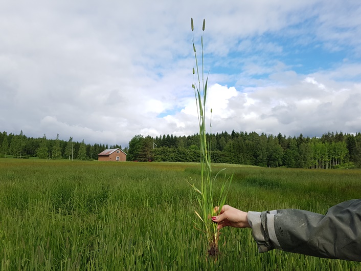 Nurmen D-arvoseuranta 2017
