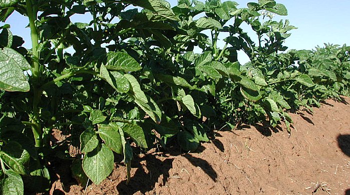 Multauksen jälkeen perunoissa on riittävästi kasvutilaa perunan mukuloille. Perunapenkki parantaa vesitaloutta ja se myös helpottaa sadonkorjuuta.