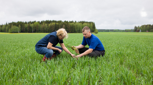 Hyvinvoiva juuristo tuottaa runsaan sadon.