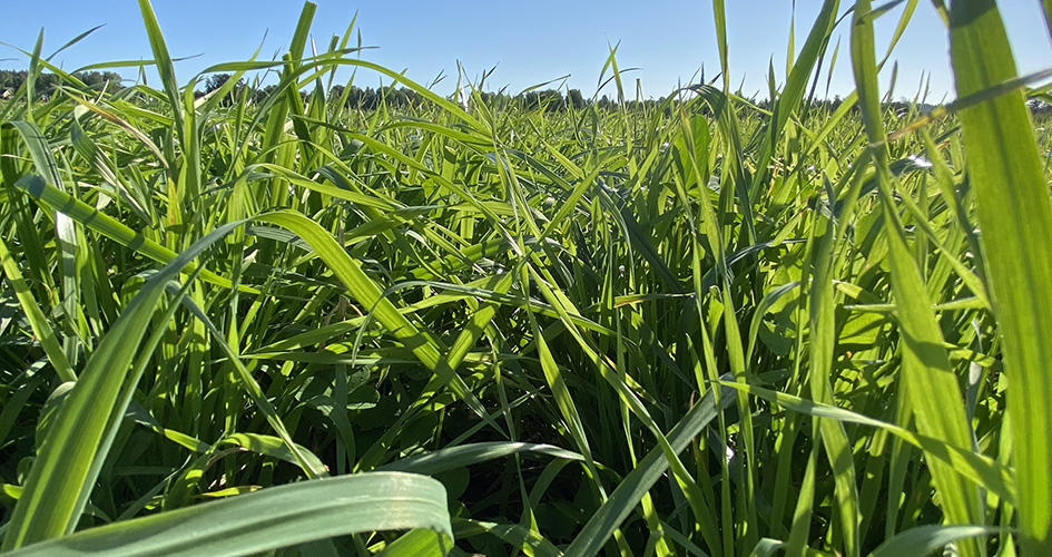 Biostimulantit lisäävät nurmien kuiva-ainesatoa.