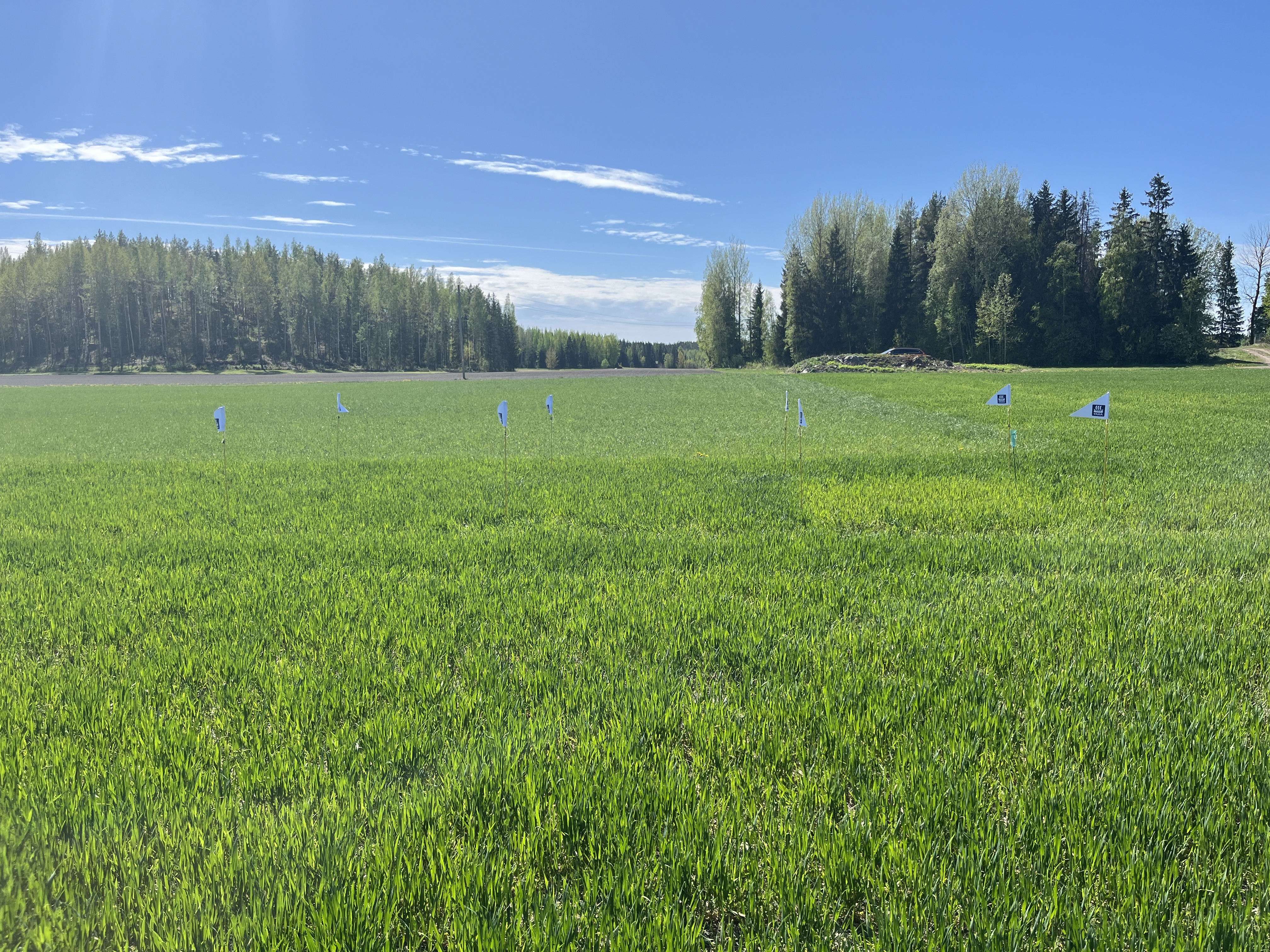 Lannoitusruudut, Husula 20.5.