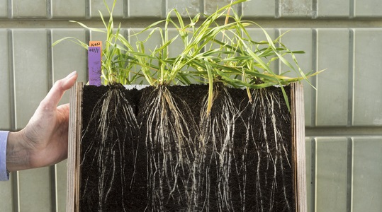 Nurmen juuristo sitoo hyvin hiiltä. 