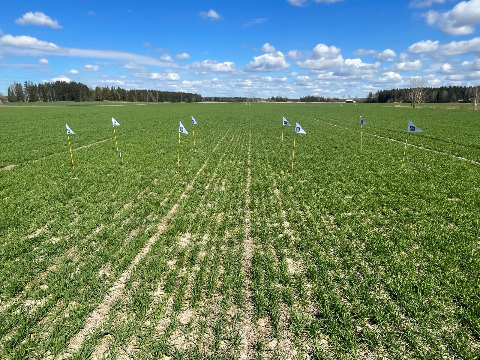 Nolla- ja ylilannoitusruudut, Huittinen 13.5.