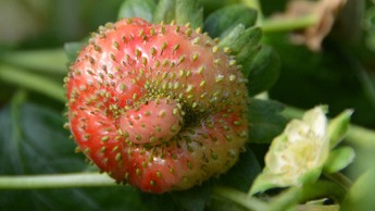 Epämuodostunut mansikka