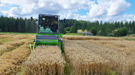 Miten saada riittävästi valkuaista syysvehnään? 