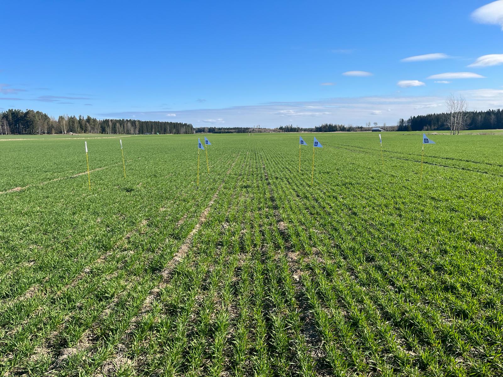 Kasvustokuva, Huittinen 7.5.