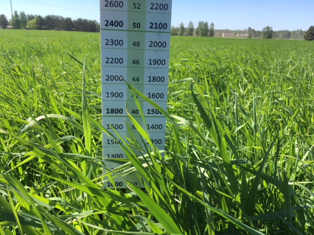 Nurmen D-arvoseuranta on alkanut Ilmajoella.