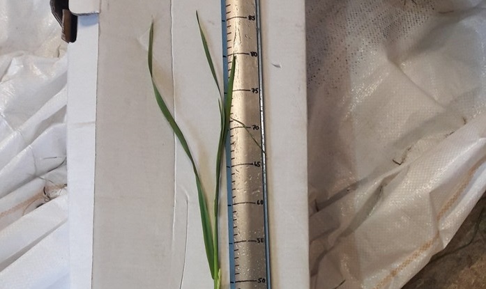 Nurmen ensimmäisen sadon D-arvoseuranta Vaalassa