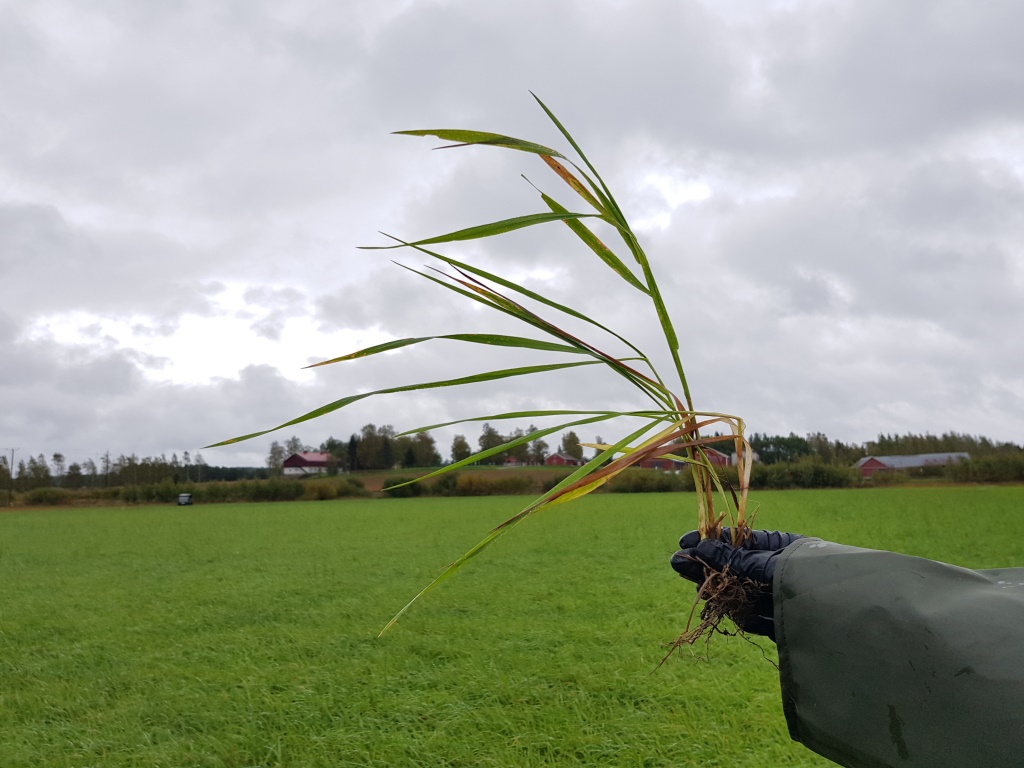 Nurmen kolmannen sadon kasvuaste