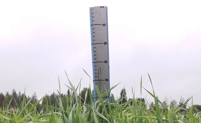 Nurmen ensimmäisen sadon D-arvoseuranta Vaalassa