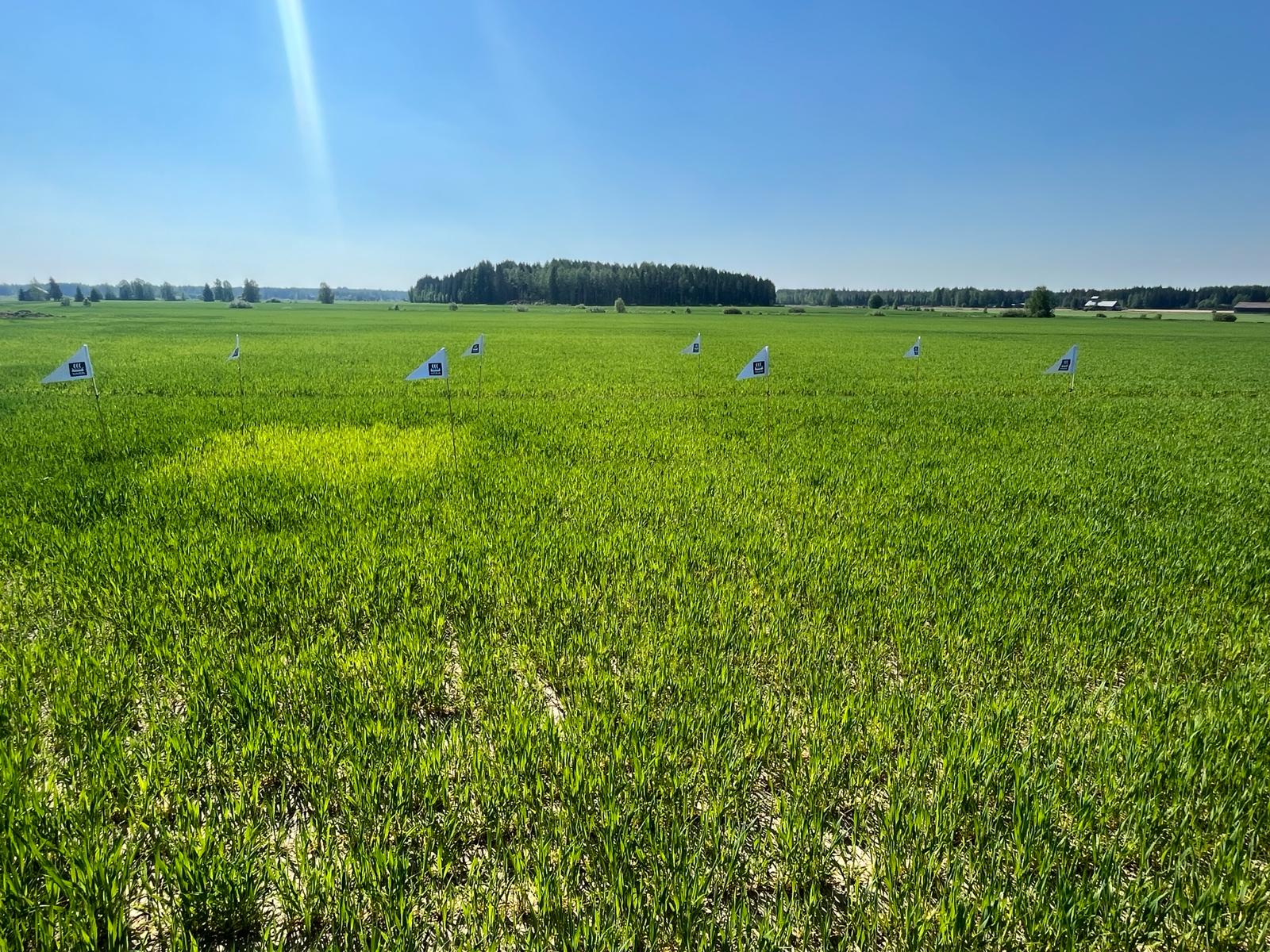 Mittausruudut Oripää