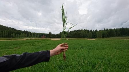 Nurmen 2. sadon D-arvoseuranta Yara Kotkaniemessä