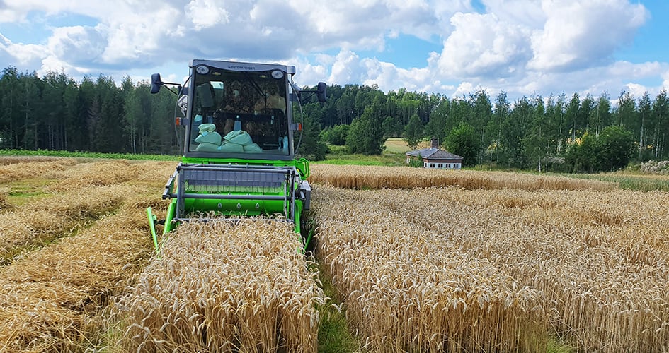 Miten saada riittävästi valkuaista syysvehnään? 