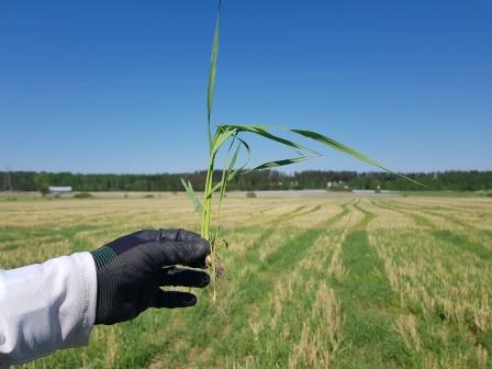 Nurmen kasvuaste BBCH on 22.