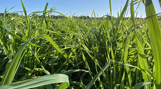 Biostimulantit lisäävät nurmien kuiva-ainesatoa.