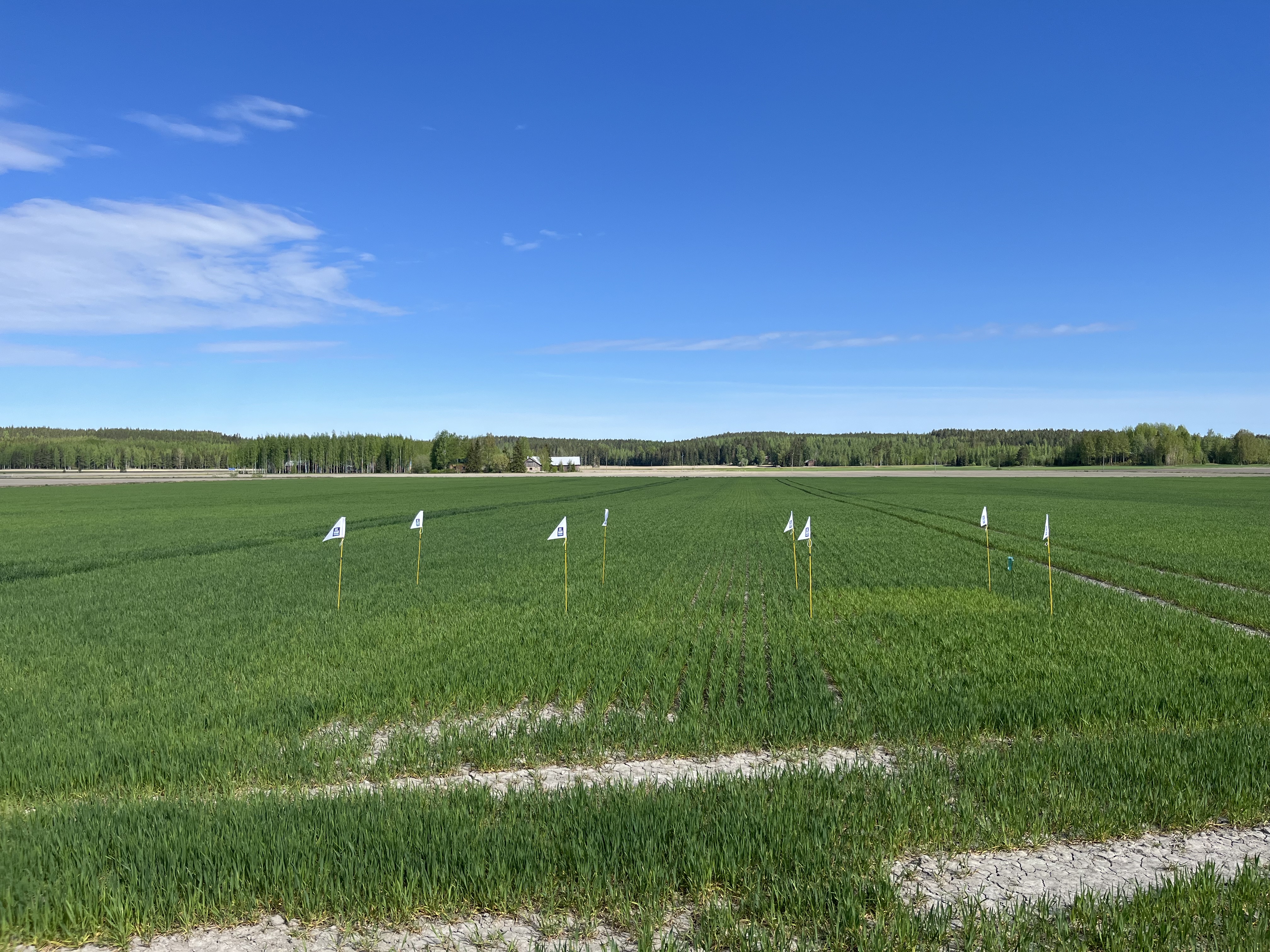 Lannoitusruudut, Elimäki 20.5.