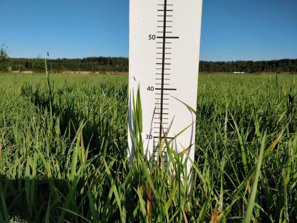 Nurmen kasvuaste on BBCH 32.