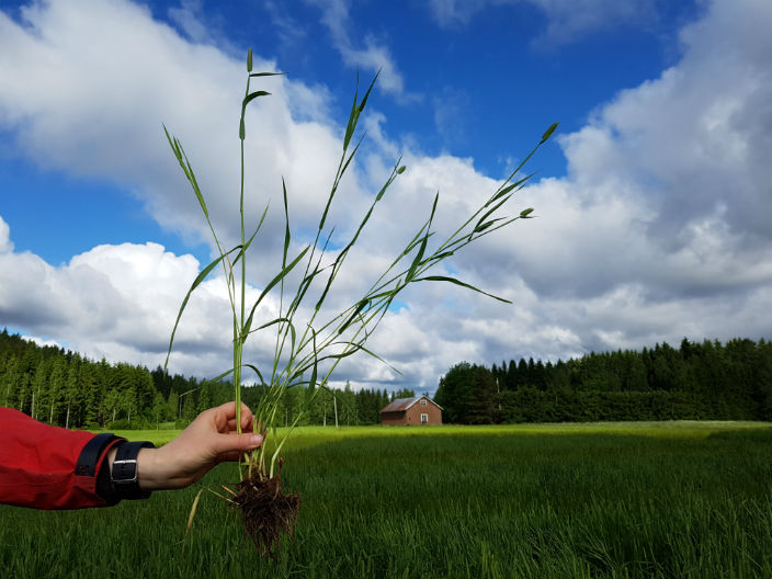 Nurmen D-arvoseuranta 2017