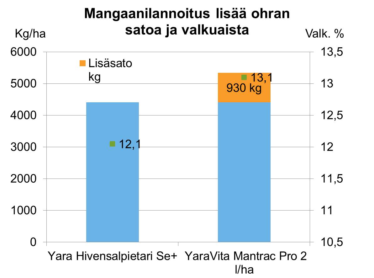 Mangaanilannoitus lisää ohran satoa ja valkuaista