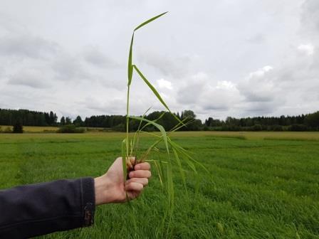 Nurmen 3. sadon D-arvoseuranta Yara Kotkaniemessä
