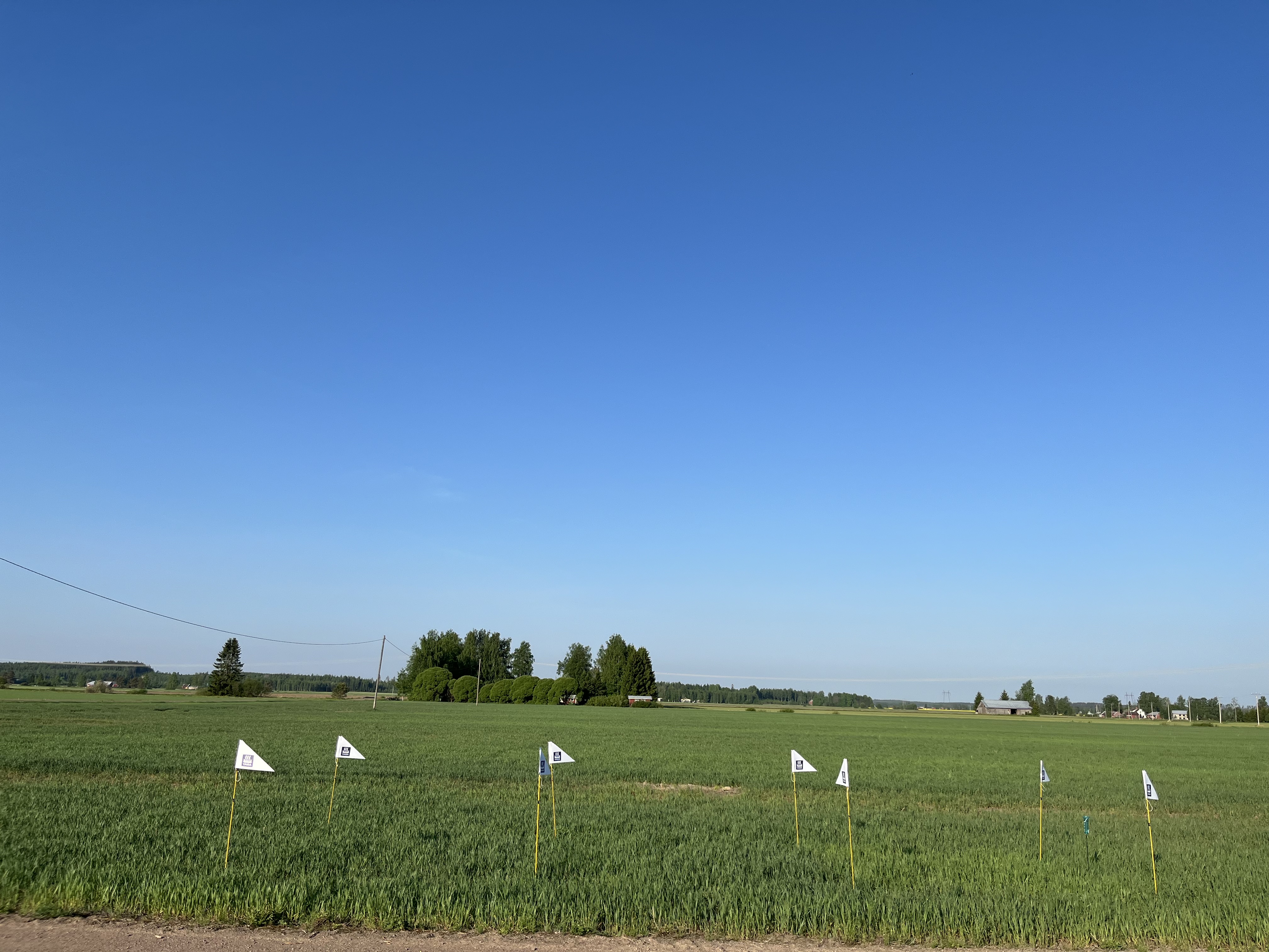 Mittausruudut Löytty 27.5.