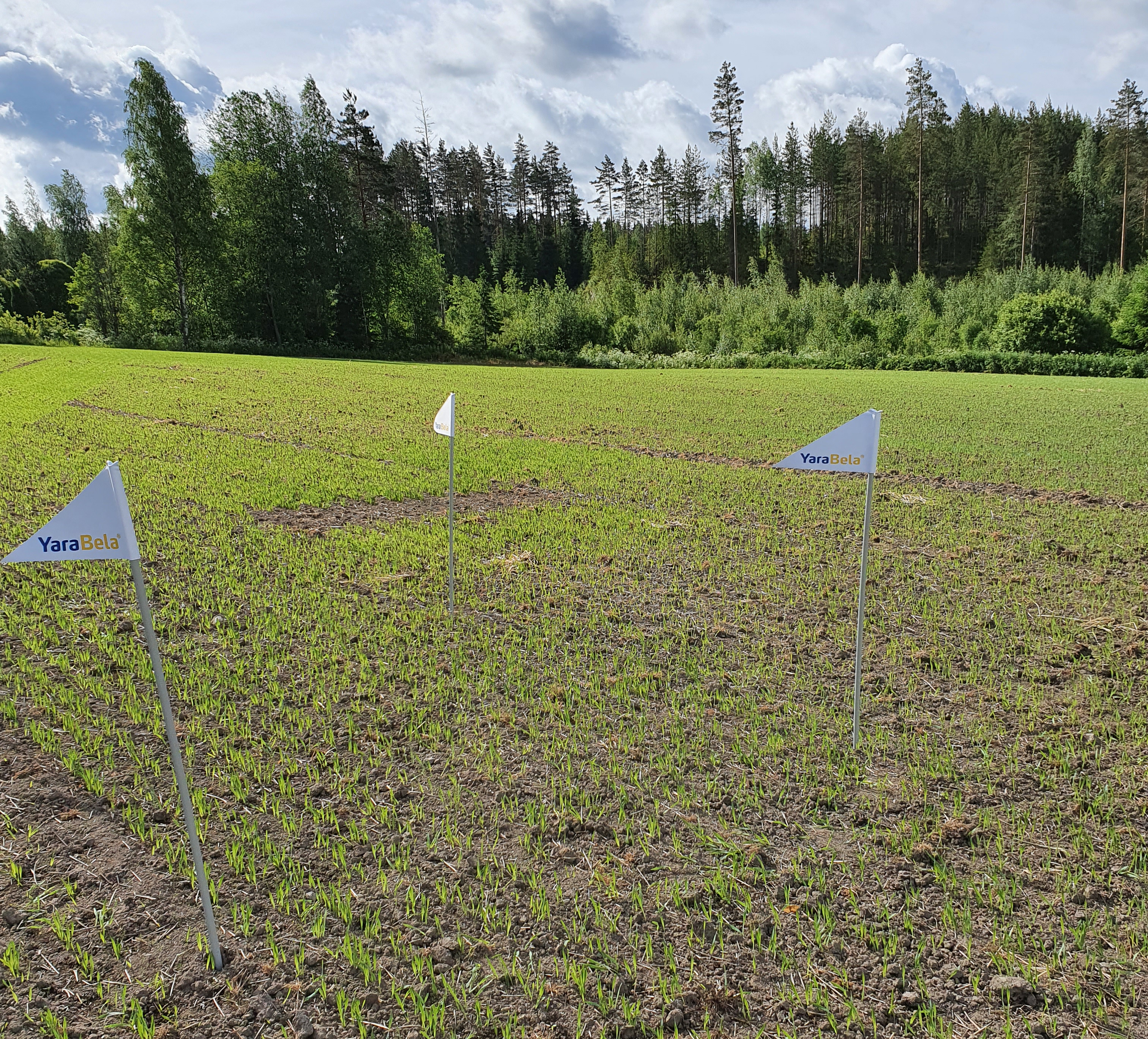 Miehikkälä 15.6.