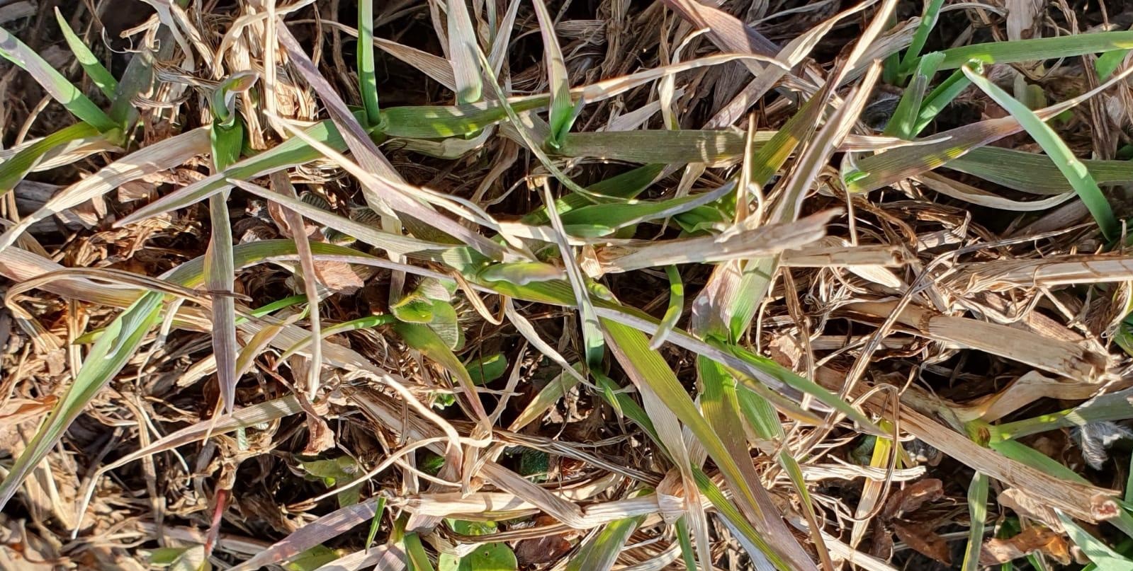 Nurmen kasvu on jo käynnistynyt Kotkaniemessä kasvukaudelle 2020.