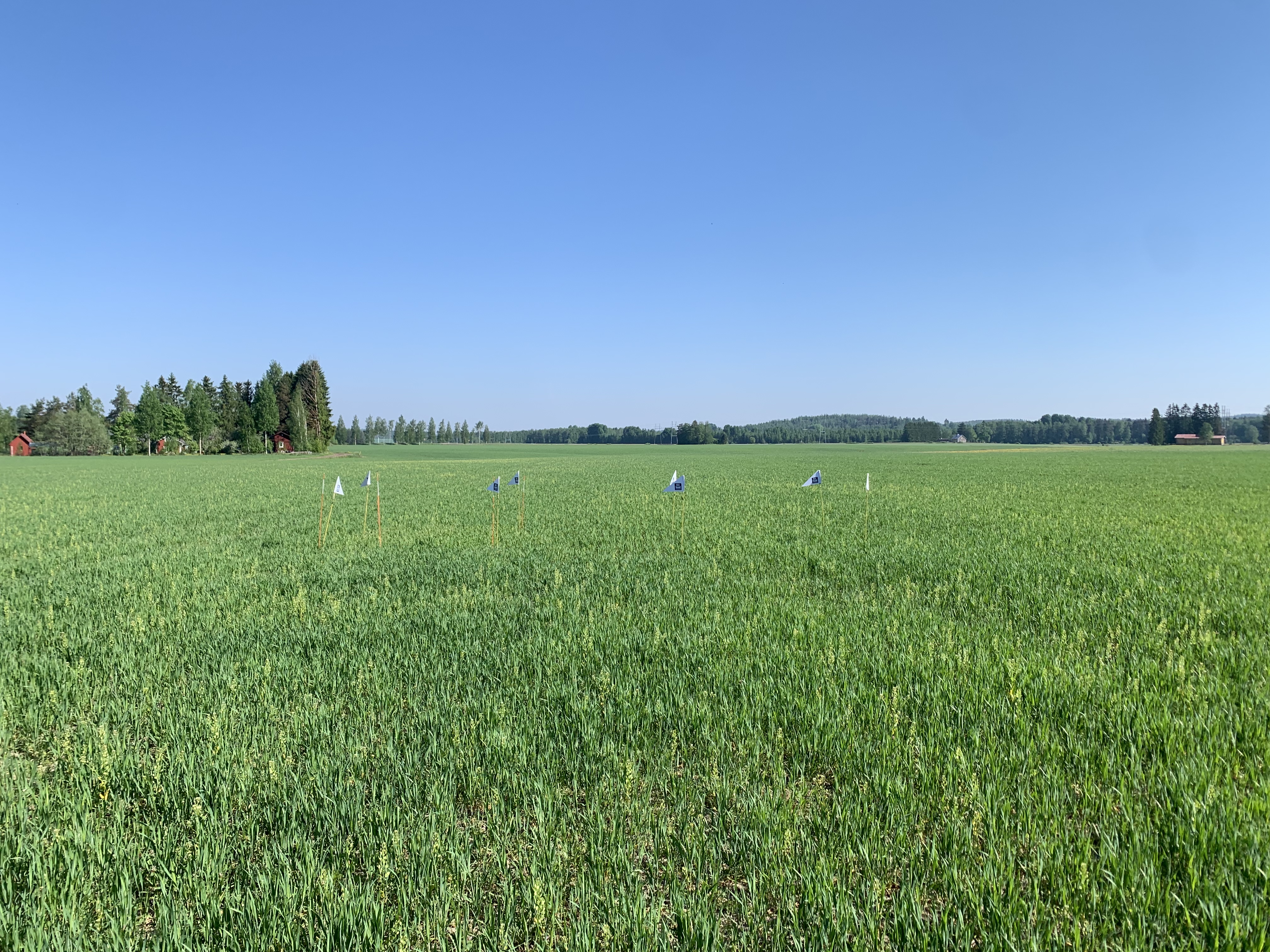 Lannoitusruudut, Hausjärvi 27.5.