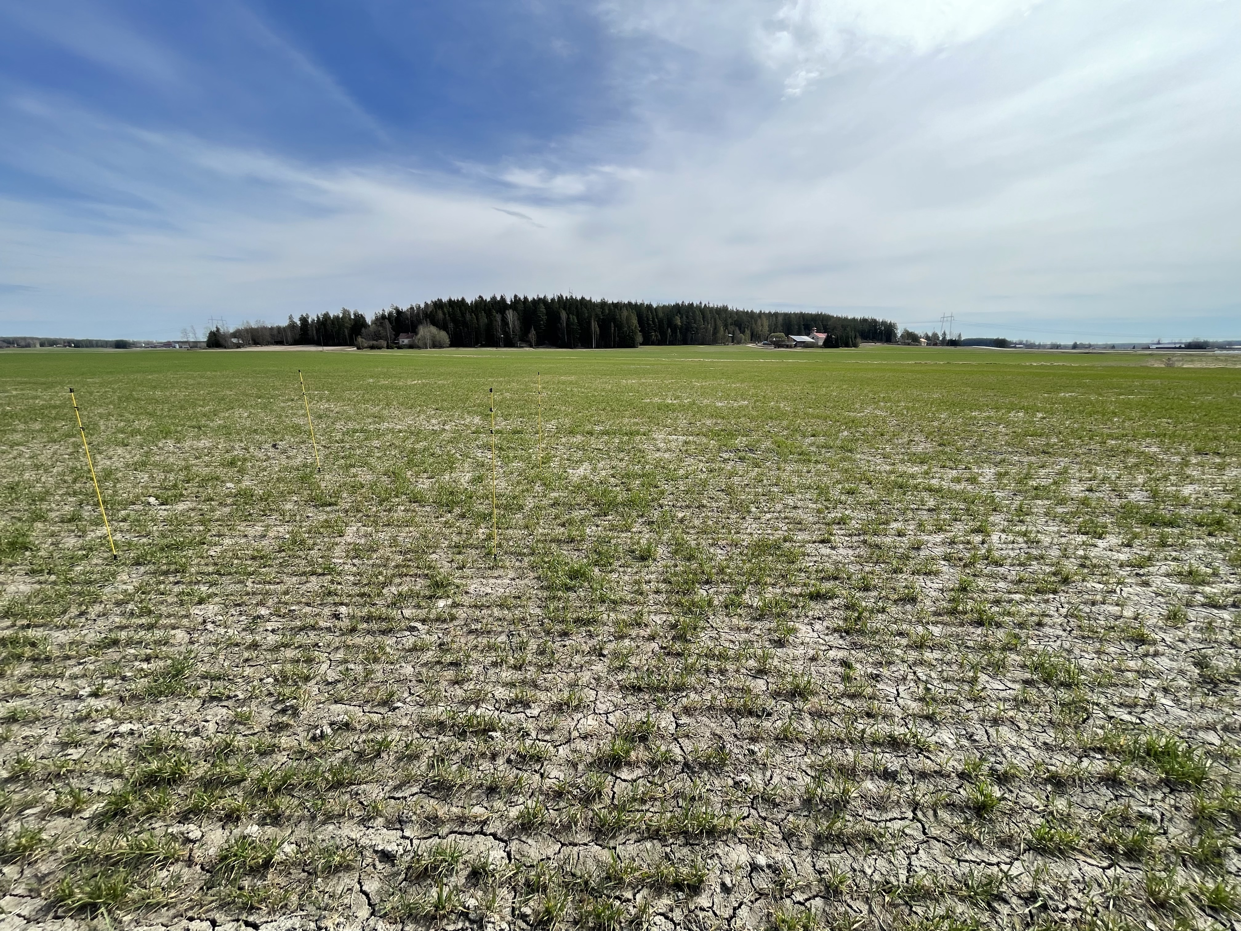 Nolla- ja ylilannoitusruudut, Kurikka