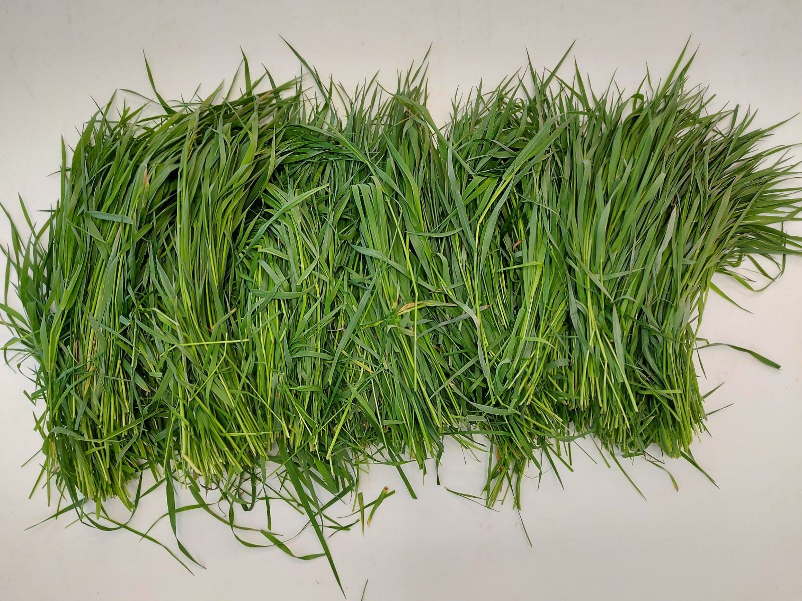 Kotkaniemi d-arvo.jpg