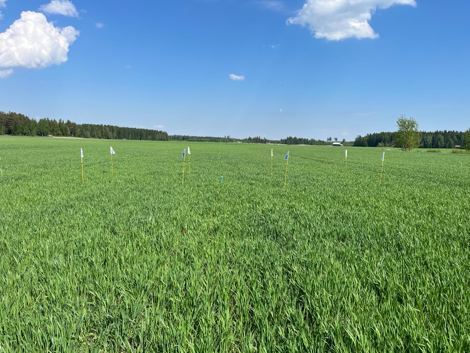 Mittausruudut 27.5. Huittinen