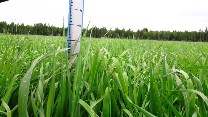 Nurmen ensimmäisen sadon D-arvoseuranta Vaalassa