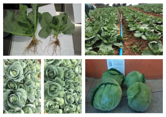 Vasemmanpuolimmaisissa kuvissa kaalikasvusto käsitelty biostimulanteilla, oikenpuoleinen kasvusto kontrolli.