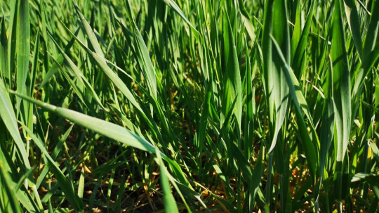 Syysvilja, kaksi solmua.