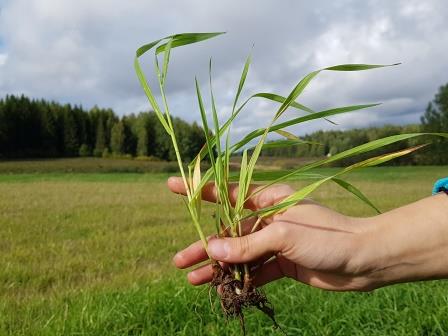 Nurmen 3. sadon D-arvoseuranta Yara Kotkaniemessä