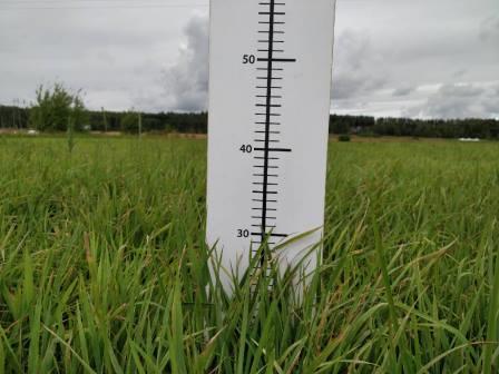 Nurmen korkeus viikolla 34